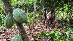 Farmers work at a cocoa farm in Daloa, Ivory Coast, 3 October 2023. Reuters/Ange Aboa/File Photo