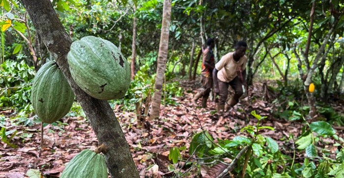 Farmers work at a cocoa farm in Daloa, Ivory Coast, 3 October 2023. Reuters/Ange Aboa/File Photo