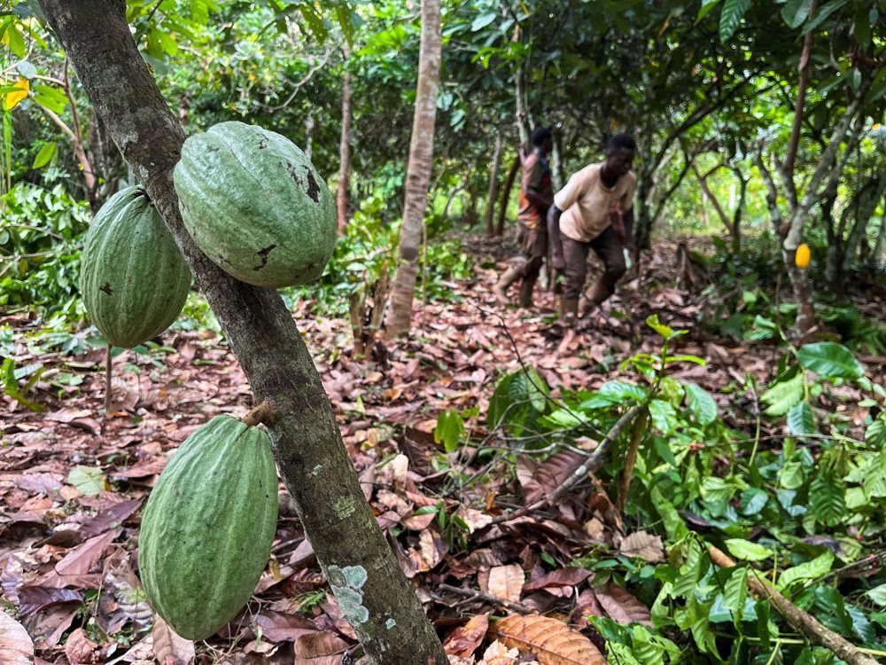 Farmers work at a cocoa farm in Daloa, Ivory Coast, 3 October 2023. Reuters/Ange Aboa/File Photo