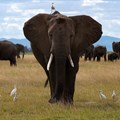 A bird perches on an elephant as it walks at the Amboseli National Park in Kajiado County, Kenya, 4 April 2024. Reuters/Monicah Mwangi