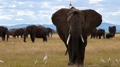 A bird perches on an elephant as it walks at the Amboseli National Park in Kajiado County, Kenya, 4 April 2024. Reuters/Monicah Mwangi