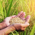 Report: Fortified whole grains combat climate change and hunger