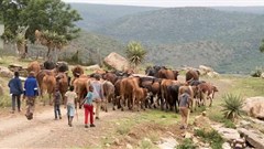 Rangelands provide a wealth of ecosystem services and support rural economies while harbouring native biodiversity. Courtesy Rauri Alcock