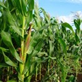 FAO issues warning on southern Africa maize shortfall