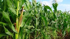 FAO issues warning on southern Africa maize shortfall