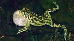 The Western Cape High Court has dismissed an attempt by Noordhoek environmentalists to set aside approval for a road link in an area where the endangered Western Leopard Toad breeds. Archive photo: John Yeld / GroundUp
