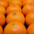 SA challenges EU citrus regulations for second time