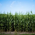1% upward revision for maize estimates, still down 18.5% year-on-year