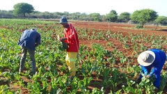 Solidaridad launches employment fund to boost food security, employ youth