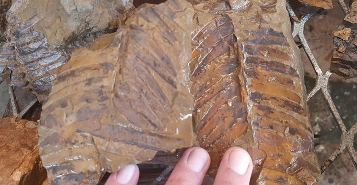 Incredibly well-preserved plant fossils have been found in the Kirkwood area where Sanral is upgrading the R336. Source: Dewald Wilken