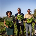 Mondi Zimele spurs local economic recovery with 122 emerging farmers