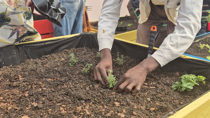 FoodForward SA seeks to empower communities through food garden initiative