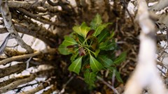 Source: © Ollivier Girad/CIFOR-ICRAF  Fifty-eight ‘forgotten’ food crops in sub-Saharan Africa have been identified as able to provide healthy diets in a changing climate