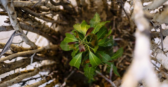 Source: © Ollivier Girad/CIFOR-ICRAF  Fifty-eight ‘forgotten’ food crops in sub-Saharan Africa have been identified as able to provide healthy diets in a changing climate