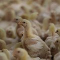 Chicks of broiler chicken are seen at Gruisfontein farm in Lichtenburg in the North West province, South Africa, 19 January 2023. Reuters/Siphiwe Sibeko/File Photo
