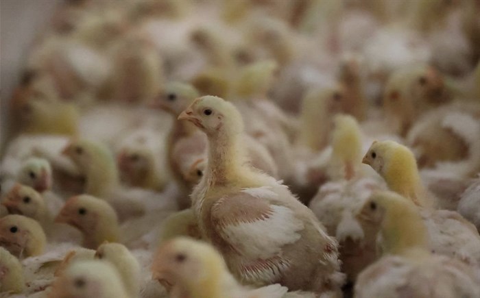 Chicks of broiler chicken are seen at Gruisfontein farm in Lichtenburg in the North West province, South Africa, 19 January 2023. Reuters/Siphiwe Sibeko/File Photo