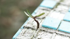 Green cement would be a climate win for the globe. Source: Engin Akyurt/Pexels