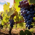 SA wine industry charts path forward at inaugural summit