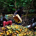 Ivory Coast cracks down on fraudulent cocoa certifications