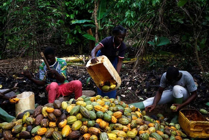 FILE PHOTO: Farmers break cocoa beans at a farm in Sinfra, Ivory Coast Aril 29, 2023. REUTERS/Luc Gnago/File Photo