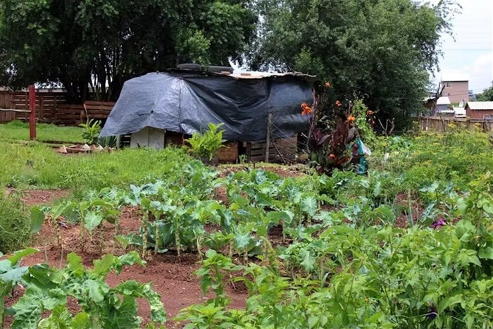 Soweto food gardens are at risk from acid mine drainage. Masego Mafata/GroundUp