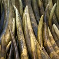 Ivory tusks are displayed after the official start of the destruction of confiscated ivory in Hong Kong, 15 May 2014. Reuters/Tyrone Siu/File Photo