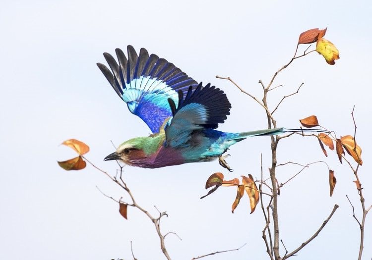 The Lilac-breasted Roller is a photographers’ favourite in the Park.