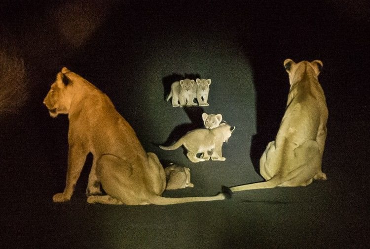 Lions at night in the Kruger National Park.