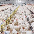 The case for extending chicken tariff rebates