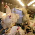 Namibia lifts ban on poultry imports from South Africa