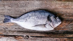 Ocean Basket, Abalobi partner to promote sustainable, fair fishing practices