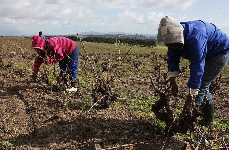 Farm workers and their children are exposed to pesticides that have been banned in Europe. These pesticides remain in the environment, and studies have found them all year round in three river catchments in the Western Cape. Archive photo: Steve Kretzmann / GroundUp