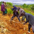 Malawi farming experiment shows how simple changes can boost maize yields and improve&#160;soil