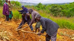 Malawi farming experiment shows how simple changes can boost maize yields and improve soil