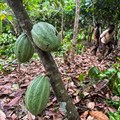 Ivory Coast moves to cut out middlemen in cocoa sector reform