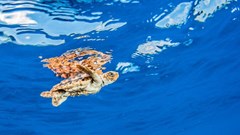 Image source: Michael Bogner –