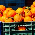 SA advances WTO dispute against EU citrus restrictions