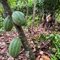 Cocoa farmers optimistic as soil moisture aids growth in Ivory Coast