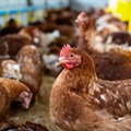 WPF launches new training resources for safe chicken housing