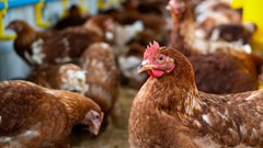 WPF launches new training resources for safe chicken housing