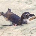 A cleaned African Penguin swimming at Sanccob's Rietvlei centre in 2018. Photos: John Yeld / GroundUp