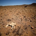 A dead lamb lies in the veld on a farm near drought-stricken Graaff-Reinet, South Africa. Picture taken 16 November 2019. Reuters/Mike Hutchings/File Photo