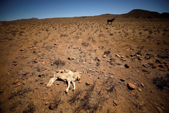 A dead lamb lies in the veld on a farm near drought-stricken Graaff-Reinet, South Africa. Picture taken 16 November 2019. Reuters/Mike Hutchings/File Photo