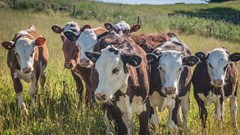 FMD hits 24 ECape farms, quarantine and vaccination underway