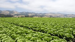 The digitisation of payments in South African agribusiness