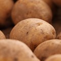 Water restrictions in Sandveld could make potatoes unaffordable