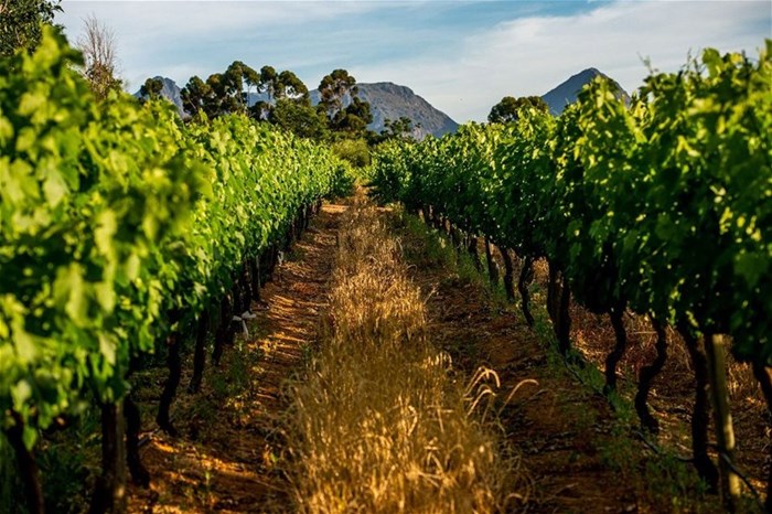 Sip Easy! City Lodge Hotels launches debut house wines