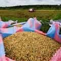 Ivorian farmers boost rice yields with new crop