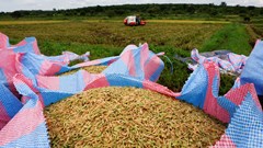 Ivorian farmers boost rice yields with new crop