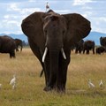 A bird perches on an elephant as it walks at the Amboseli National Park in Kajiado County, Kenya,4 April 2024. Reuters/Monicah Mwangi/File Photo